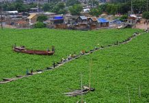 Invasive species cost humans $423bn each year and threaten world’s diversity