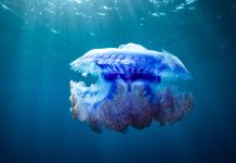 Findings of Fiji’s Ocean expedition will be available within a year