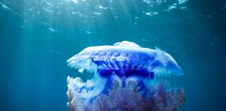 Findings of Fiji’s Ocean expedition will be available within a year