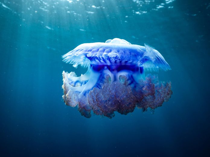 Findings of Fiji’s Ocean expedition will be available within a year