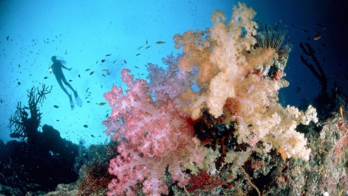 Hidden ocean acidification threatens the Pacific. Now there’s a plan to stop ‘flying blind’