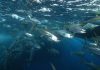 Pacific warned to protect tuna