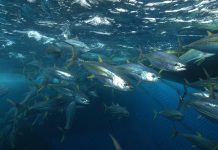 Pacific warned to protect tuna