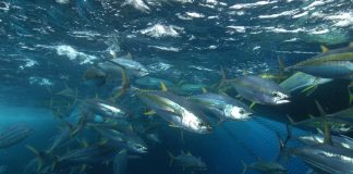 Pacific warned to protect tuna