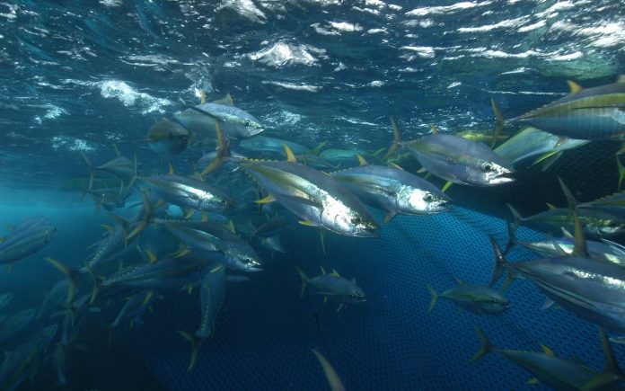 Pacific warned to protect tuna