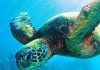 Urgent action needed for sea turtle conservation in Fiji