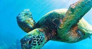 Urgent action needed for sea turtle conservation in Fiji