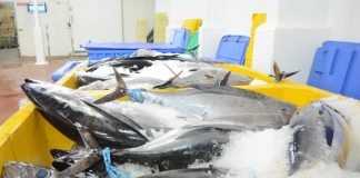 WTO fisheries subsidies agreement fails to target big fishing nations – PANG
