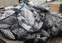 Jobs in tuna industry: NFA