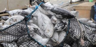 Jobs in tuna industry: NFA