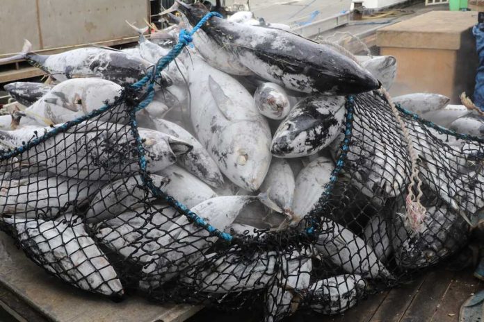 Jobs in tuna industry: NFA