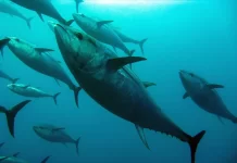 Time for Action Not Words – Making Pacific Tuna Sustainable