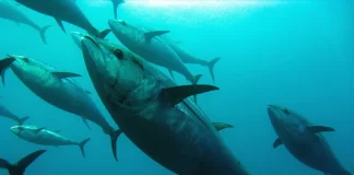 Time for Action Not Words – Making Pacific Tuna Sustainable