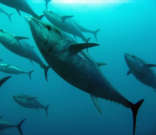 Time for Action Not Words – Making Pacific Tuna Sustainable