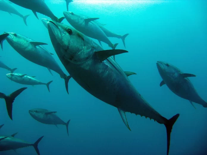 Time for Action Not Words – Making Pacific Tuna Sustainable