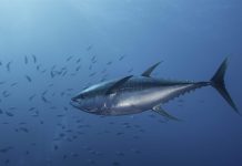 To help improve Ocean Health, WTO members must ratify Fisheries subsidies deal