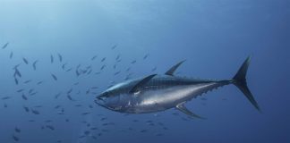 To help improve Ocean Health, WTO members must ratify Fisheries subsidies deal