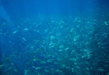 Even temporary global warming above 2℃ will affect life in the oceans for centuries