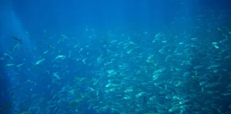 Even temporary global warming above 2℃ will affect life in the oceans for centuries