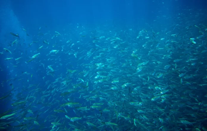 Even temporary global warming above 2℃ will affect life in the oceans for centuries