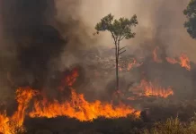 COP28: Say climate crisis, think health crisis