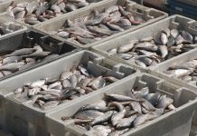 Fiji pushes for successful implementation of WTO’s Fisheries Subsidies Agreement