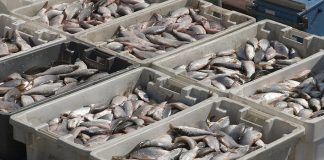 Fiji pushes for successful implementation of WTO’s Fisheries Subsidies Agreement