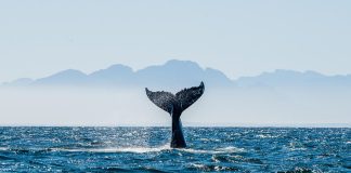 EU and OACPS call for swift ratification and implementation of the “Treaty of the High Seas