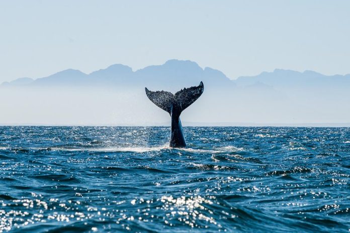 EU and OACPS call for swift ratification and implementation of the “Treaty of the High Seas