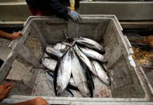 New Tuna Harvest Strategy