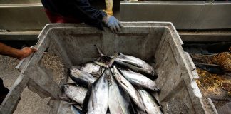 New Tuna Harvest Strategy