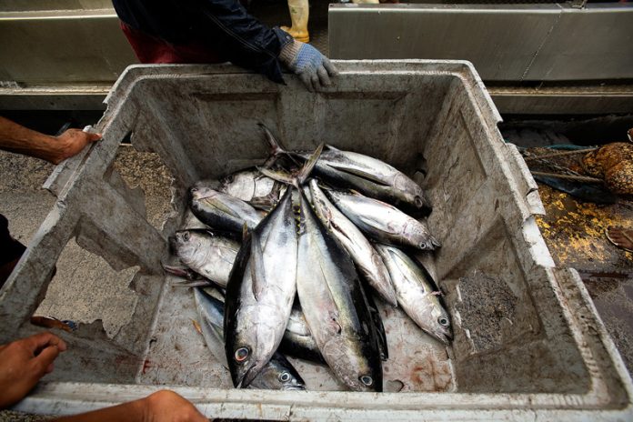 New Tuna Harvest Strategy