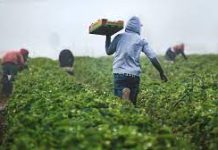 PALM worker deaths increase fourfold amid expanding scheme and increasing reliance on participants