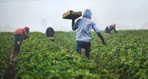 PALM worker deaths increase fourfold amid expanding scheme and increasing reliance on participants