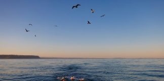 New Zealand backs away from deep-sea trawling restrictions