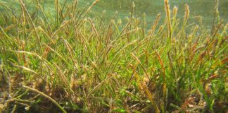 Seagrass: the unsung champions of Pacific marine ecosystem