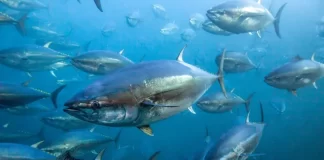 It’s time Fisheries subsidy talks properly address the issue of distant water fishing and sustainability