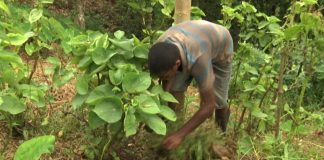 Dieback disease affecting kava farmers