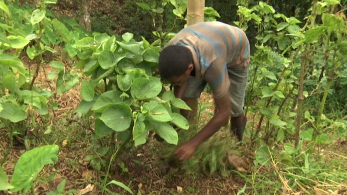 Dieback disease affecting kava farmers