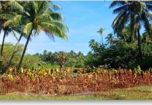 The Pacific region sees abnormal impacts of El Niño and a return to neutral conditions