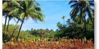 The Pacific region sees abnormal impacts of El Niño and a return to neutral conditions