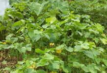 ‘Kava’ name needs protection