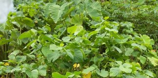 ‘Kava’ name needs protection