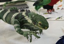 Preserving Fiji’s Iguana heritage: A conservation effort