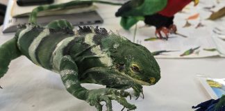 Preserving Fiji’s Iguana heritage: A conservation effort