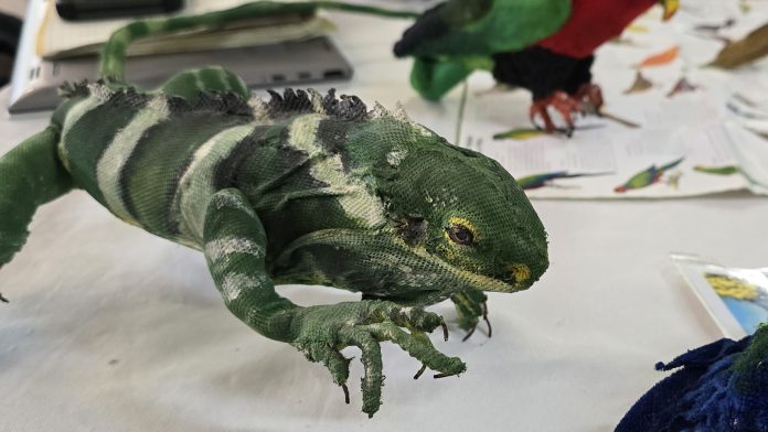 Preserving Fiji’s Iguana heritage: A conservation effort