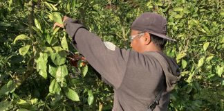 Vuvale partnership renewal boosts Pacific Labour Mobility