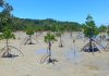 Global report reveals half of World’s mangroves at risk, Local efforts in Fiji offer hope for Conservation