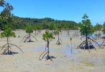 Global report reveals half of World’s mangroves at risk, Local efforts in Fiji offer hope for Conservation