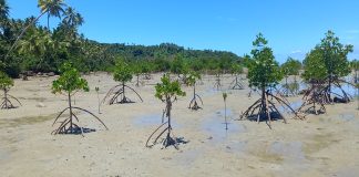 Global report reveals half of World’s mangroves at risk, Local efforts in Fiji offer hope for Conservation